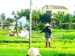 Tour Tra Que - cooking class 1 ngày